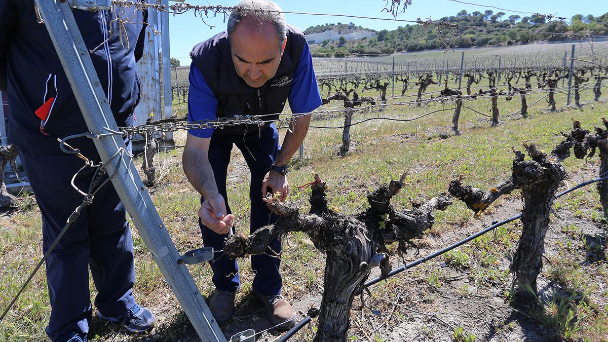 Luis Carlos, responsable de los viñedos de Abadía Retuerta, muestra las viñas que se han salvado de las heladas gracias al sistema de molino de hélice para mover corrientes de aire. | ICAL
