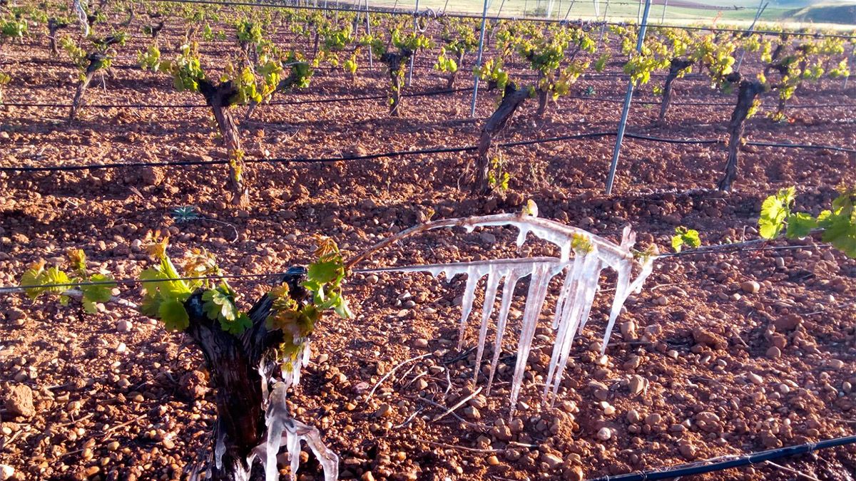 Una viña helada después de la caída de las temperaturas en la madrugad del pasado 27 de abril. | L.N.C.