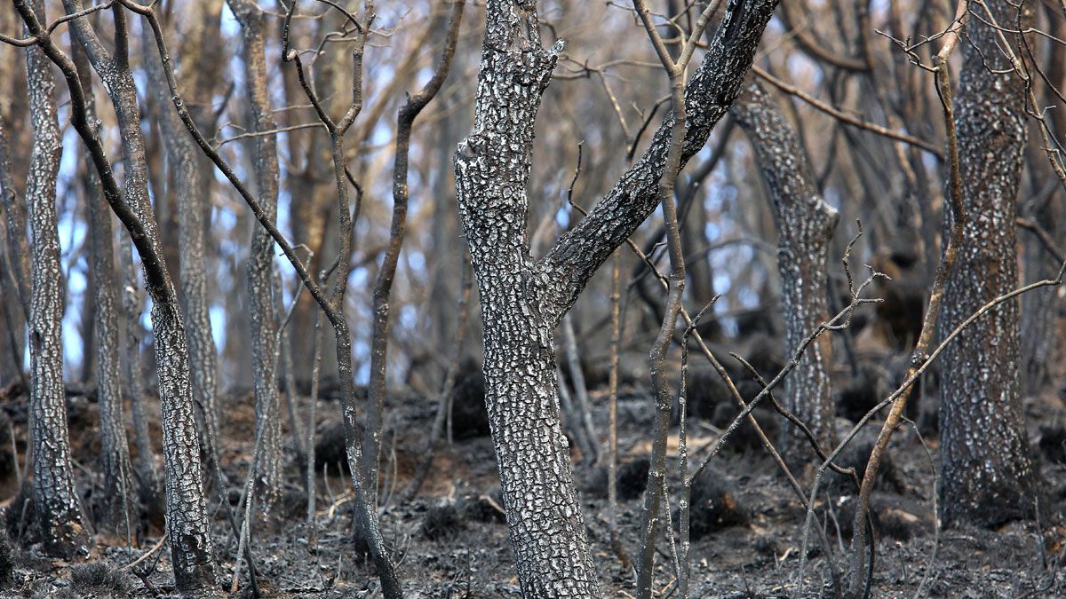 Imagen del resultado del fuego de la Tebaida en nuestros montes. | ICAL