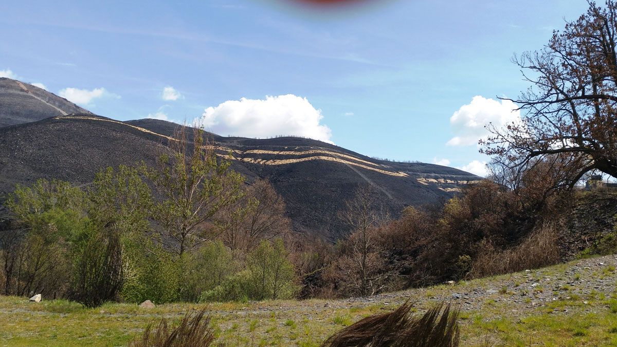Los cinturones de paja en las montaña en la zona de Fabero se aprecian desde la carretera. | L.N.C.