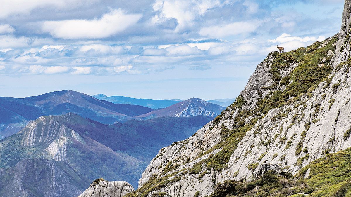 Rebeco vigilando en un paraje de espectaculares vistas. | VICENTE GARCÍA