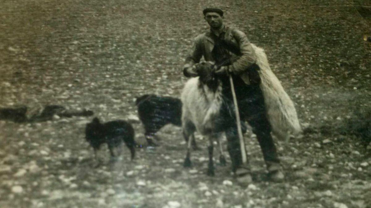 Arcadio Rodríguez Álvarez, ‘el pastor de Villamayor del Condado’, en su ambiente, con una cabra y los careas siempre atentos a su trabajo.