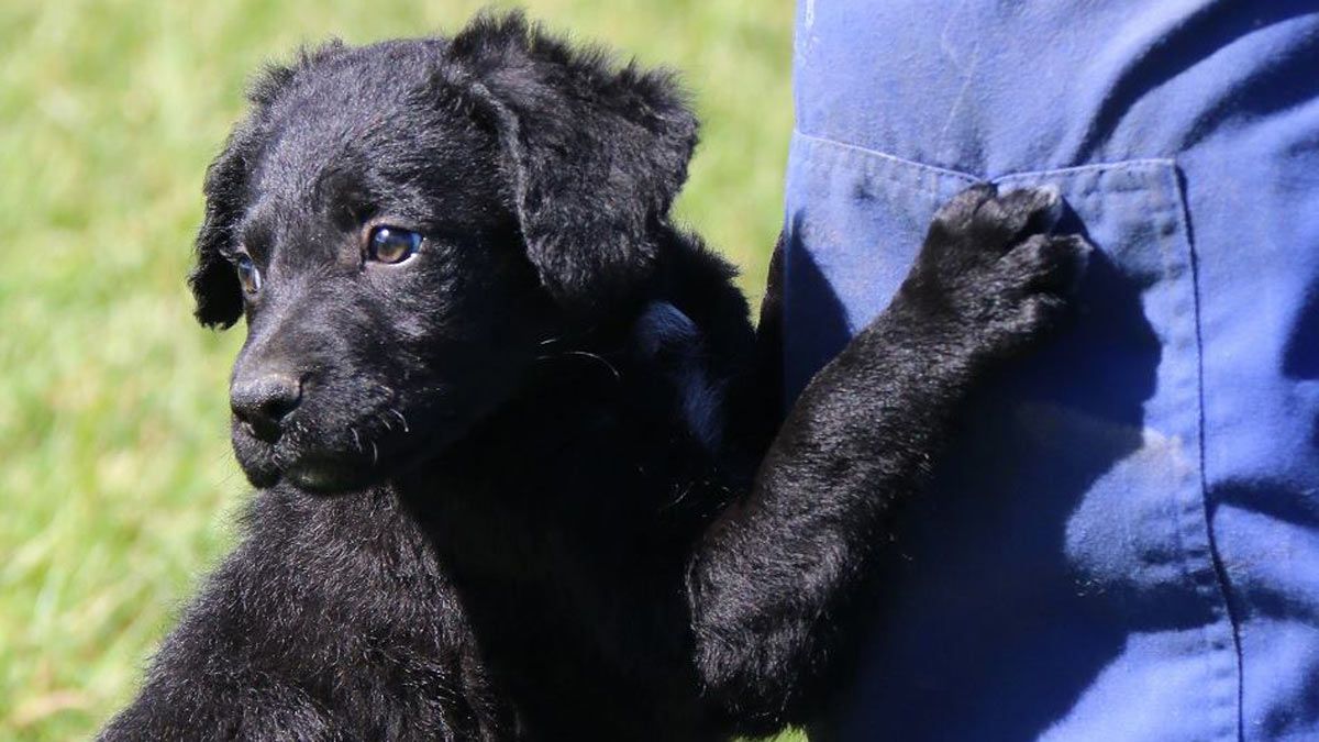 En el mes de agosto se cumple el primer año del reconocimiento del carea como raza pura canina española. | FÉLIX GARCÍA