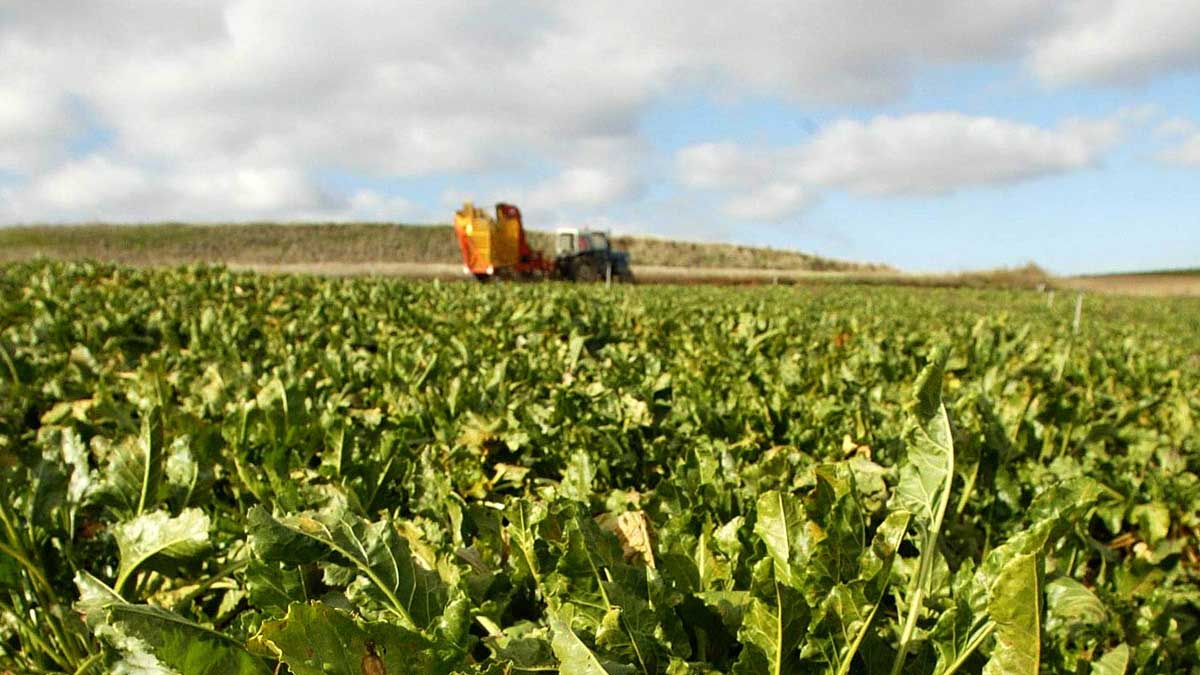 Azucarera trabaja con Aimcra y con los agricultores para cultivar con mejores técnicas agronómicas. | ICAL