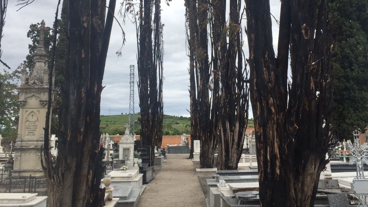 Los cipreses quemados seguirán como seña de identidad del cementerio. | CARLOS MUIÑA