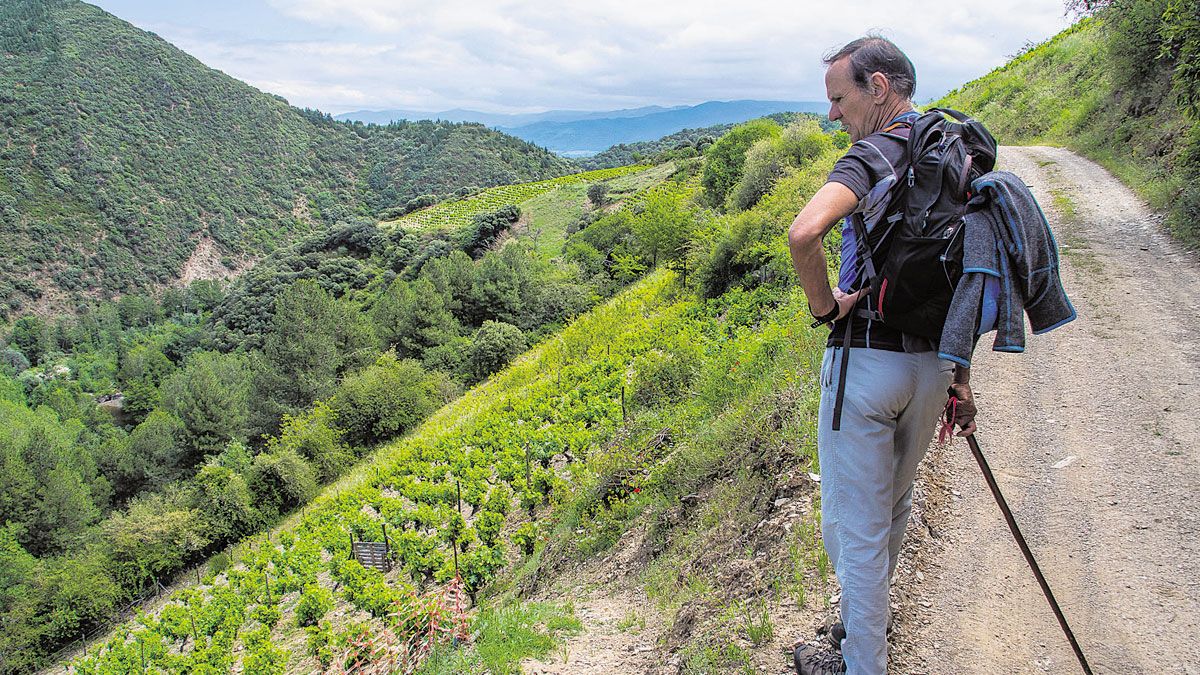 Camino entre viñedos. | VICENTE GARCÍA