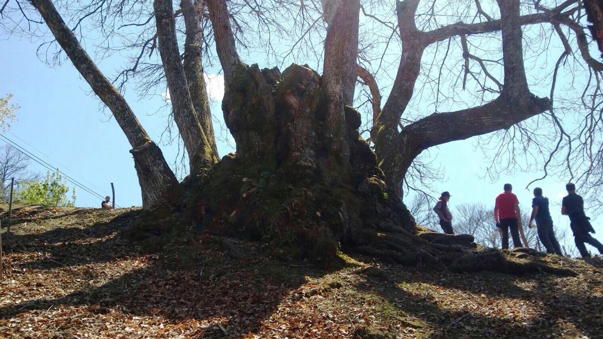 Con la iniciativa, el castaño del tío Guillermo podrá convertirse en un lugar imprescindible para hacerse la foto entre los sotos de Vega de Valcarce . | L.N.C.