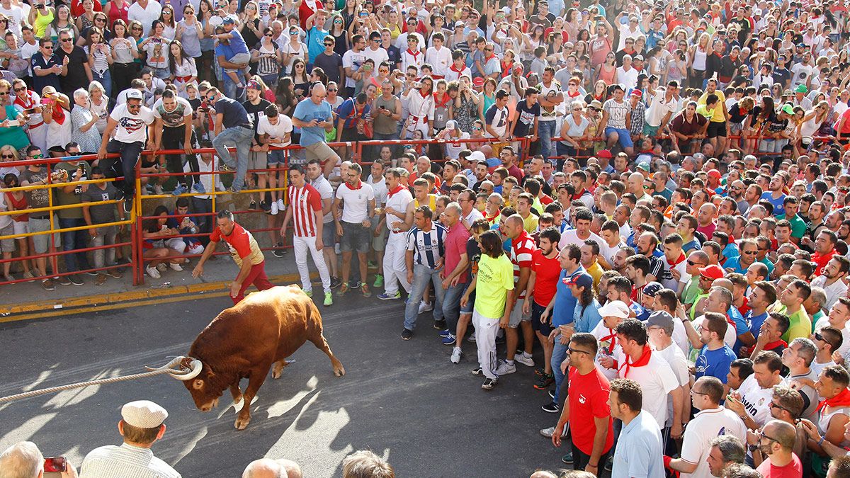 Toro enmaromado de Benavente este miércoles. | ICAL Toro enmaromado de Benavente este miércoles. | ICAL