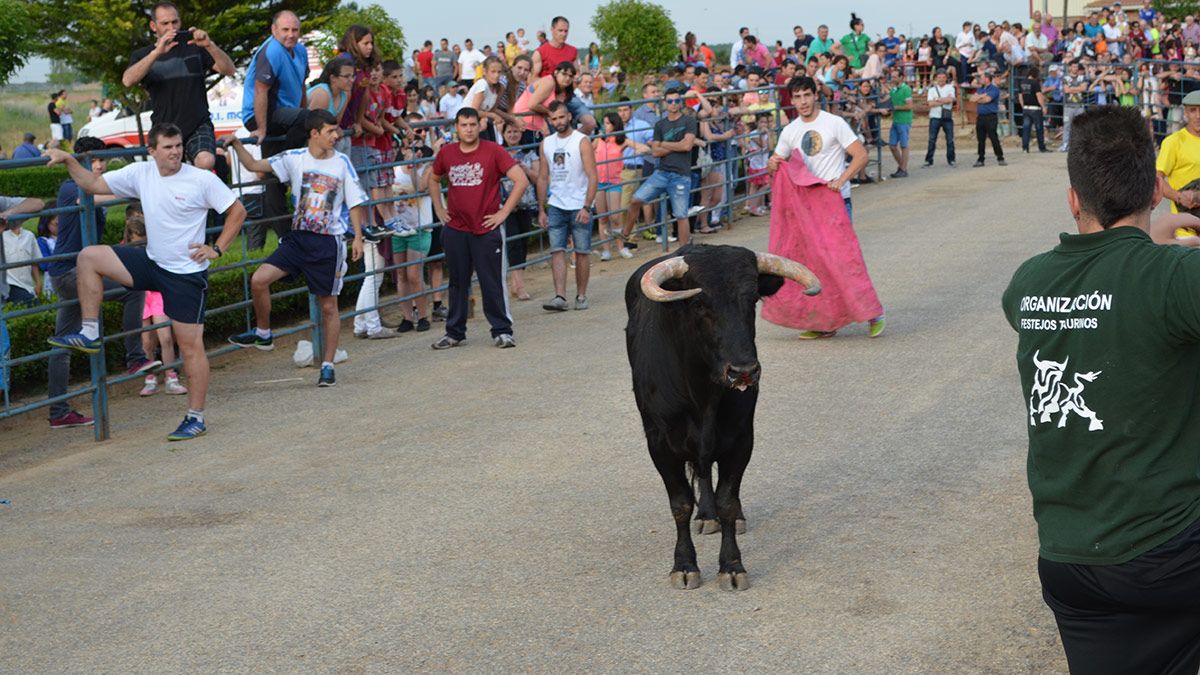 Los encierros de reses bravas por las calles del pueblos son uno de los principales atractivos de la fiesta. | T.G.