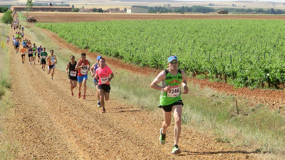 El reguero de corredores transita entre las viñas durante la prueba. | J. REVILLA
