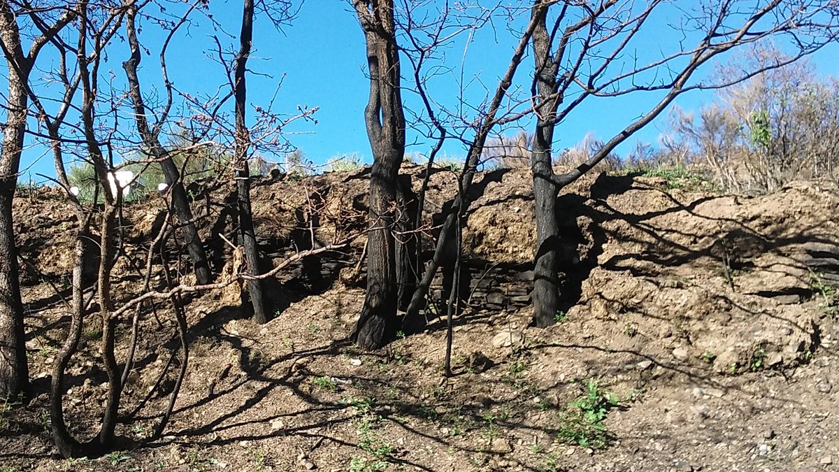 Los vestigios de los muros están detrás de los árboles en una zona que el incendio dejó al descubierto.