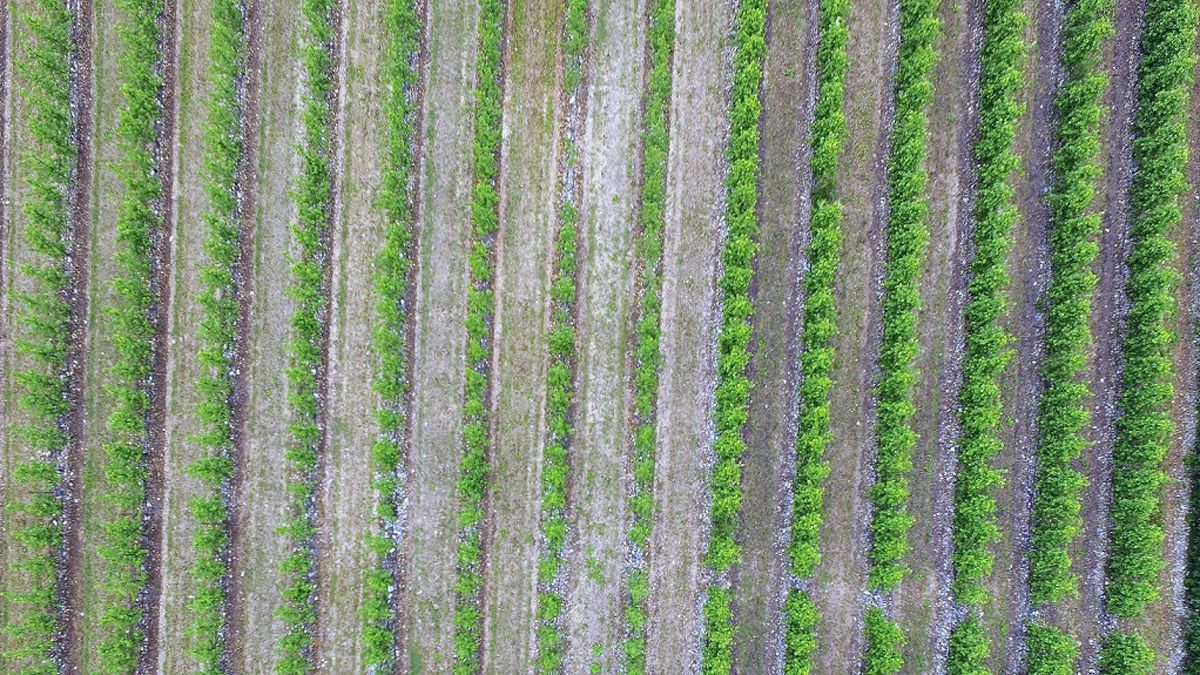 Viñedos bercianos a vista de dron dentro de uno de los proyectos de investigación que seguirán los alumnos. | L.N.C.