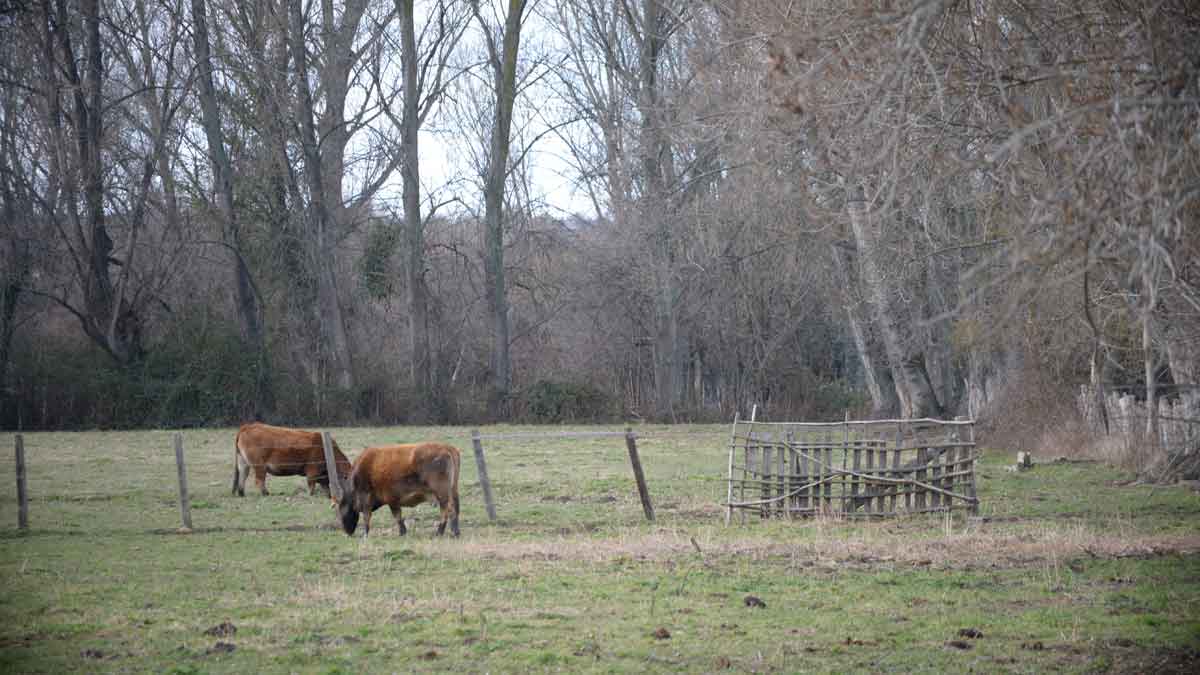 Los nuevos criterios para los coeficientes de admisibilidad han creado polémica en el sector ganadero.