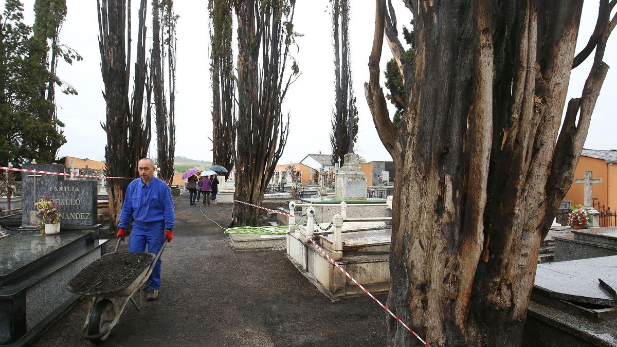 Así quedaron los cipreses tras el incendio del pasado mes de mayo. | CÉSAR SÁNCHEZ (ICAL)