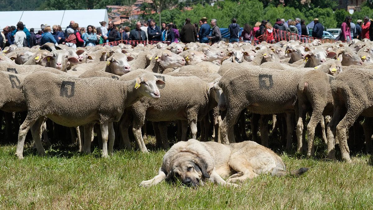 El ganador absoluto del concurso de mastines llevaba el nombre más apropiado: León. | DANIEL MARTÍN