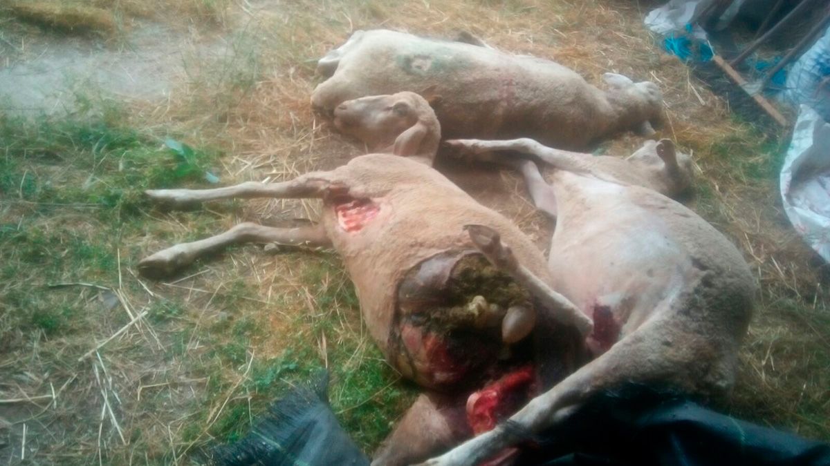 Imágenes difundidas por Asaja Salamanca para reinvidicar más ayudas a los ganaderos cuando se producen estos ataques. | ASAJA