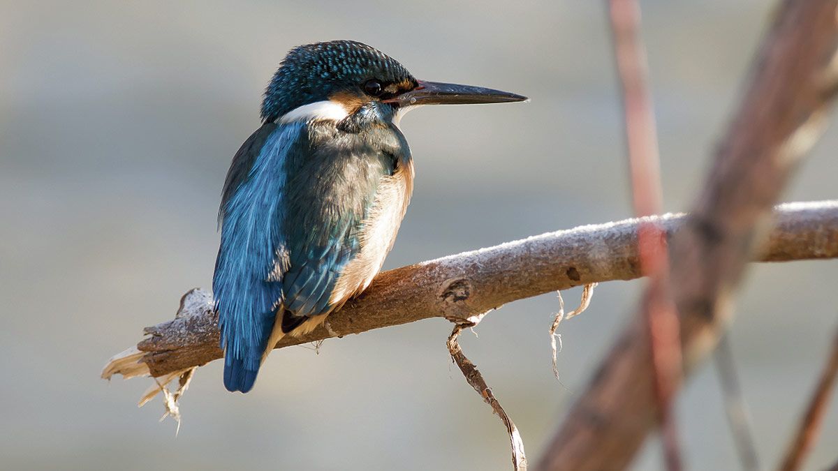 Un martín pescador a orillas del río Bernesga a su paso por el centro de la capital leonesa. | JAVIER VALLADARES