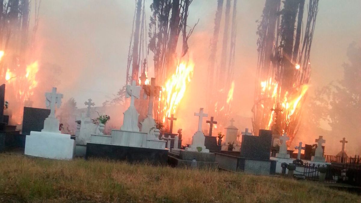 Los cipreses quedaron dañados por un fuego iniciado con la caída de un rayo en una tormenta. | C.M.