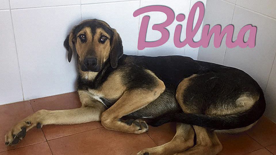 Esta es Bilma, una perra que lleva unas semanas en la Protectora. Tiene un año y busca un adoptante después de estar en Ribaseca durante mucho tiempo, donde la cuidaban los vecinos.