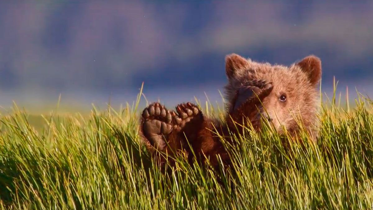 Una de las imágenes del documental sobre el oso pardo de María Cano y Manu González de ‘Más que Pájaros’, se trata de una cría de oso grizzly.