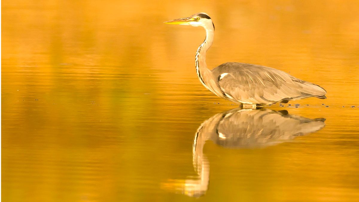 En ocasiones mueve su cuello con una especie de baile para despistar a los peces. | JAVIER VALLADARES