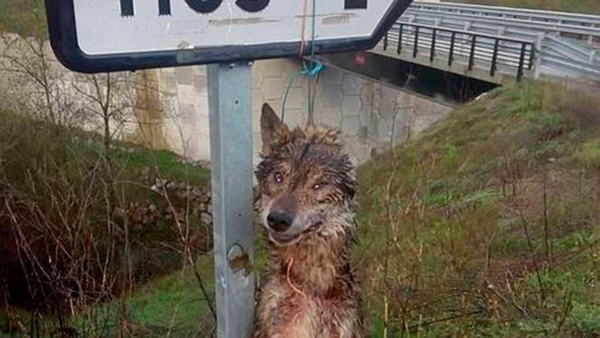 Imagen del cánido. | EL COMERCIO