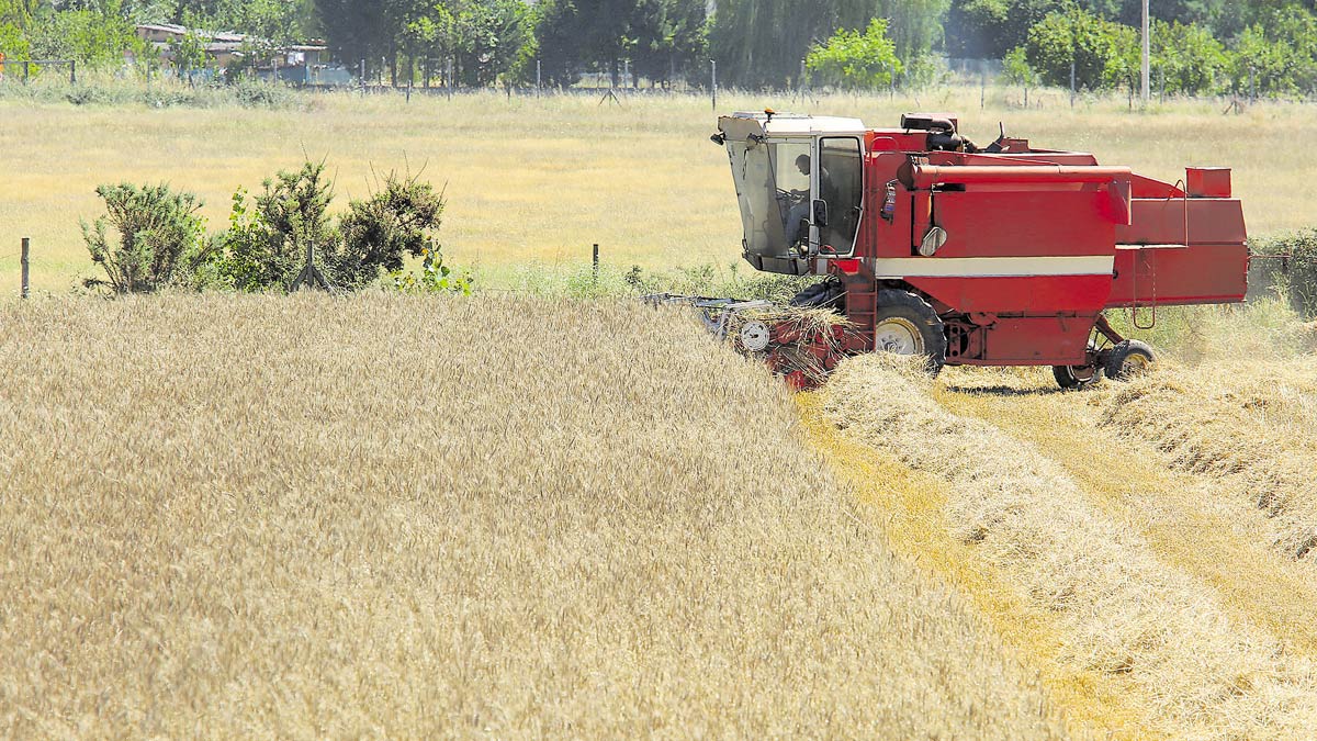 Trabajos de recolección de cereal en la provincia de León. | ICAL