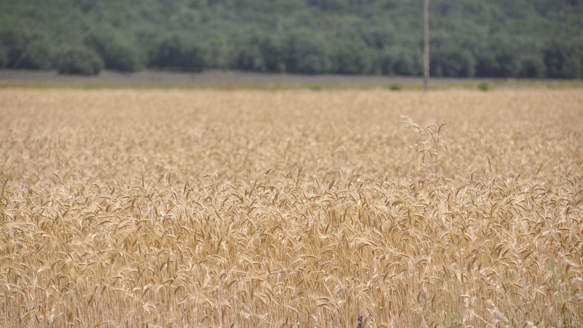 Imagen de un campo de cereal.