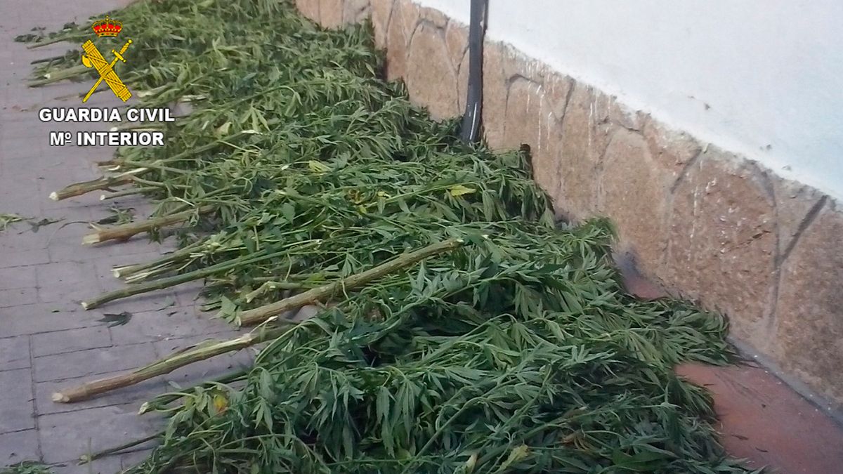 Plantas incautadas por la Guardia Civil. | MINISTERIO DE INTERIOR Plantas incautadas por la Guardia Civil. | MINISTERIO DE INTERIOR