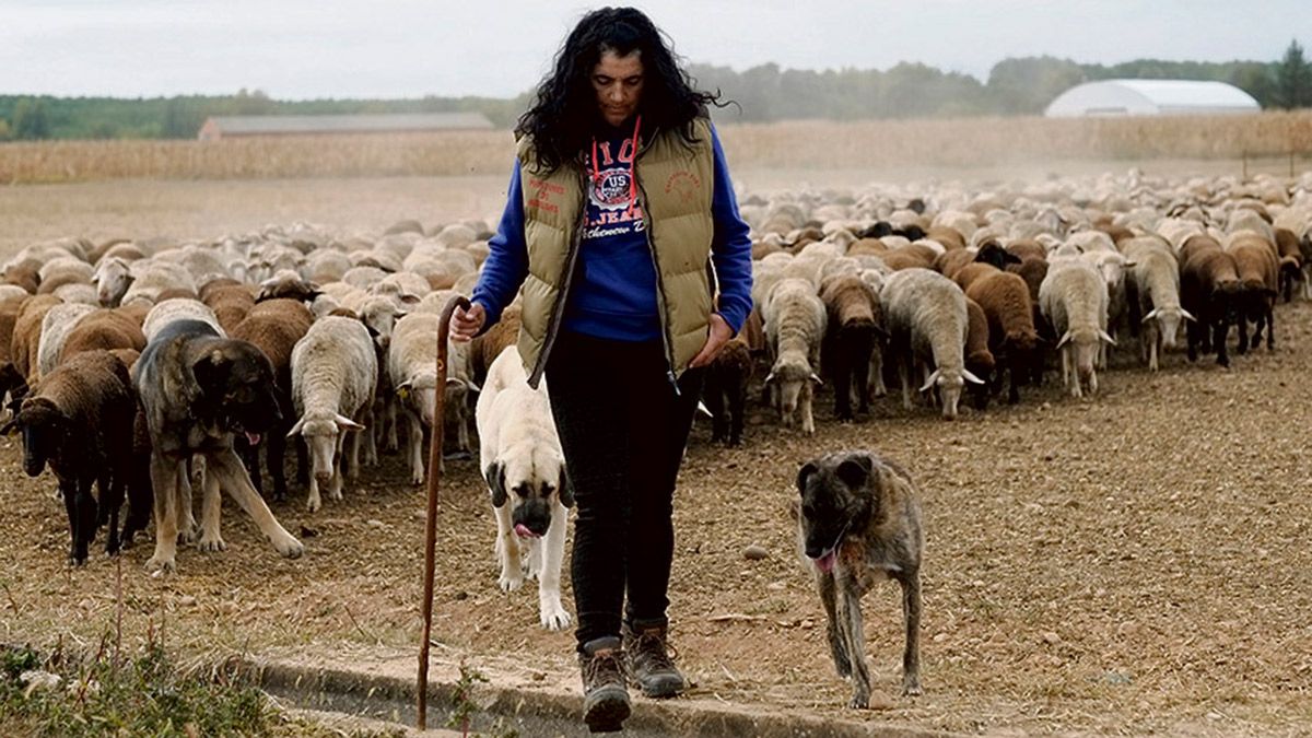 Violeta Alegre es una ganadera de ovino trashumante que tiene la explotación al 50% con su marido. | DANIEL MARTÍN