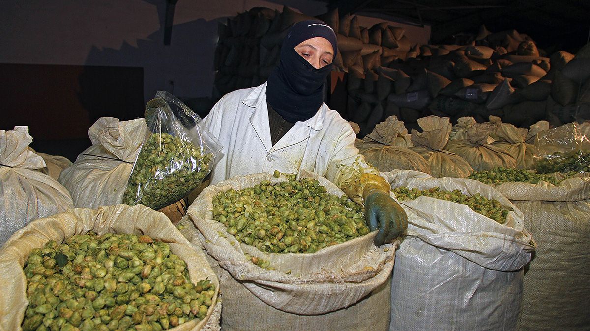 Una operaria embolsa lúpulo. | ICAL