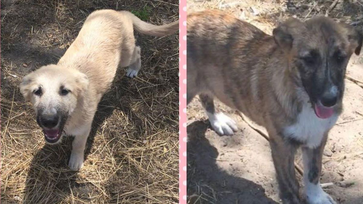 Estos cachorros de tres meses aparecieron en la Protectora después de que alguien les tirara por encima de la verja, según aseguran. Ahora, buscan para ellos una adopción urgente. | PROTECTORA