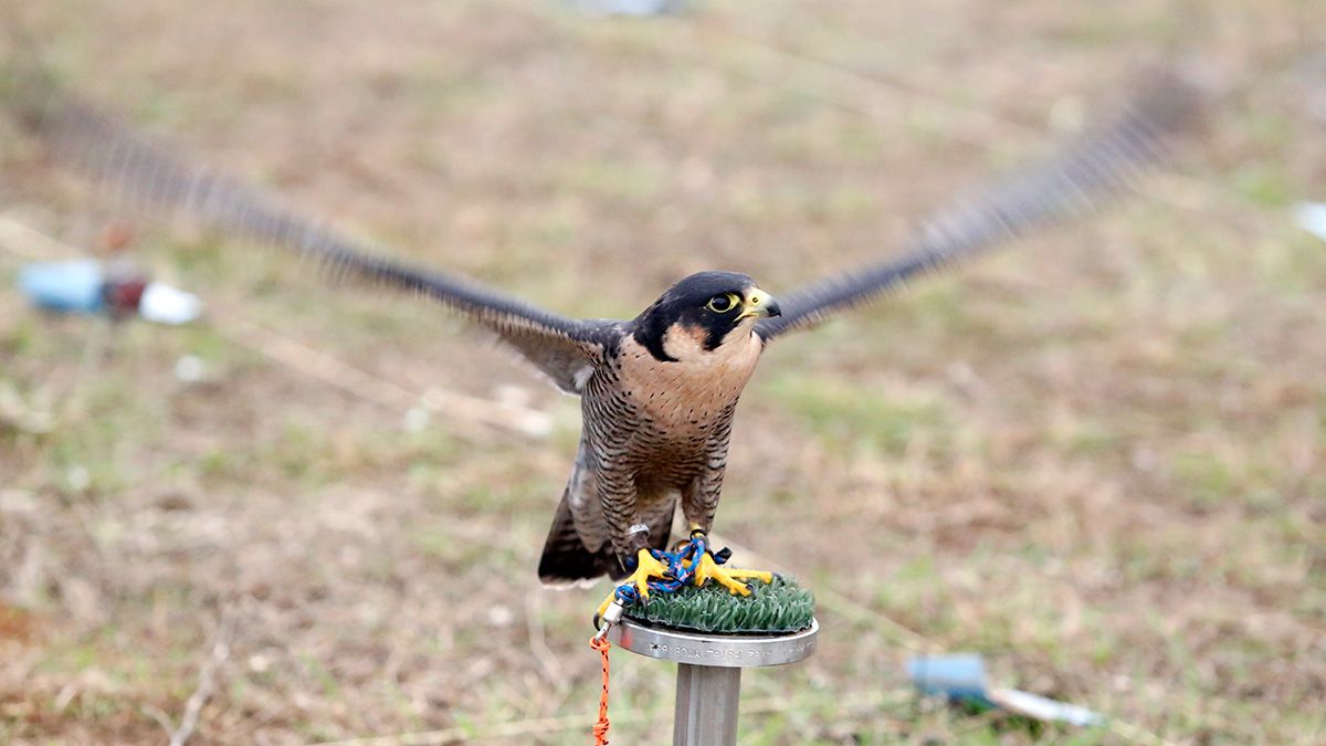 Ejemplar de halcón peregrino. | ICAL