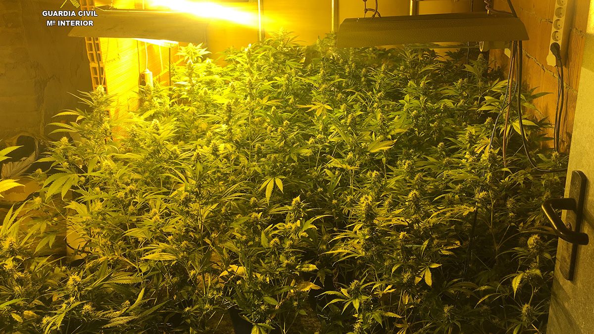Marihuana incautada por la Guardia Civil de León en Garrafe de Torío. Marihuana incautada por la Guardia Civil de León en Garrafe de Torío.
