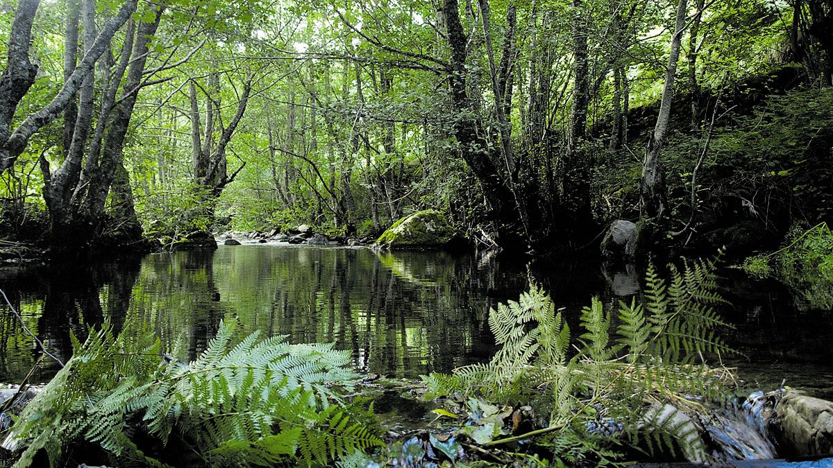 Imagen de archio del río Ancares a su paso por territorio berciano. | CÉSAR SÁNCHEZ (ICAL)