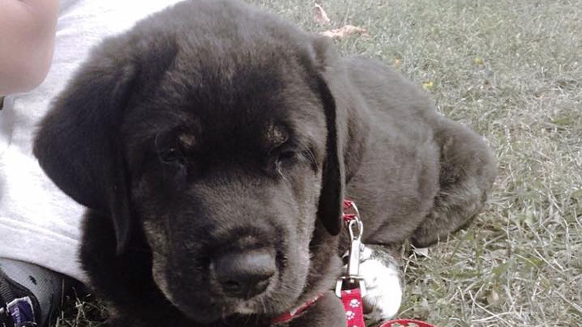 Gus quiere una familia. Este pequeño gran cachorro, al que han llamado Gus, está en una casa de acogida hasta que llegue su familia definitiva.