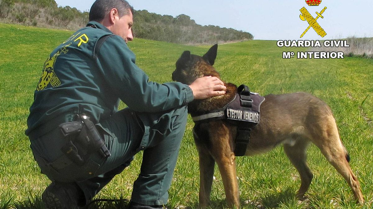 Una unidad canina del Seprona para la detección de venenos. | L.N.C.