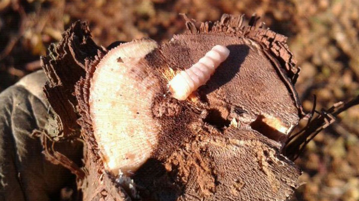 Las larvas de este insecto debilitan los sarmientos agujerando su interior. | ULE