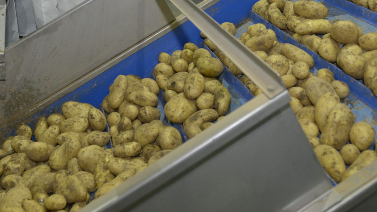 En Castilla y León se produce el 70 % de la patata de siembra de España. | M. PEÑA