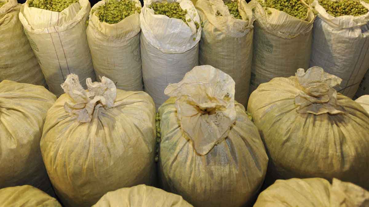 El lúpulo se cultiva en la ribera del Órbigo. | DANIEL MARTÍN