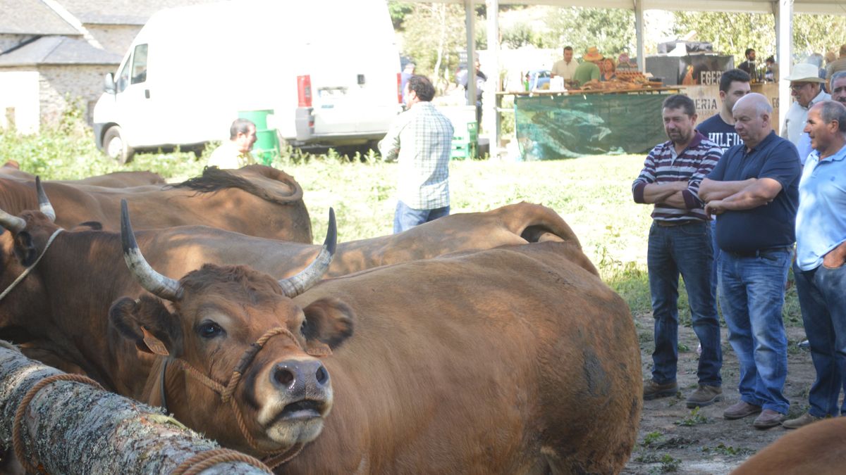 El ganado se hace fuerte en Balboa, donde hay 25 ganaderos y 1.000 vacas censadas. :| MAR IGLESIAS
