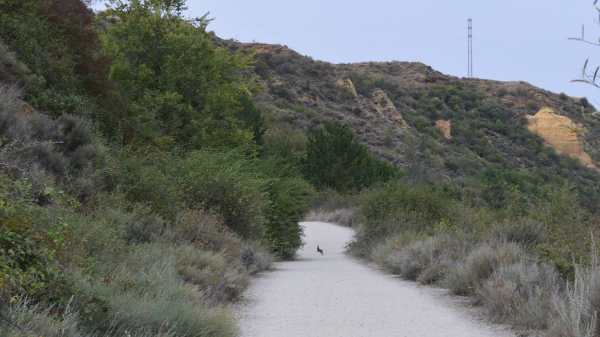 La presencia de estos mamíferos es habitual en el camino y los pastos cercanos en las primeras y últimas horas del día. La presencia de estos mamíferos es habitual en el camino y los pastos cercanos en las primeras y últimas horas del día.