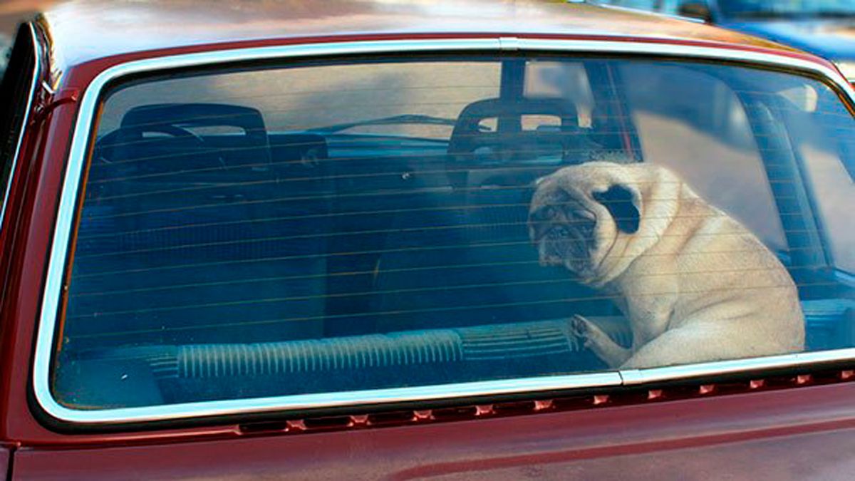 Los perros estaban dentro del coche al sol, como en el caso de la imagen.| MARCIANOS.COM