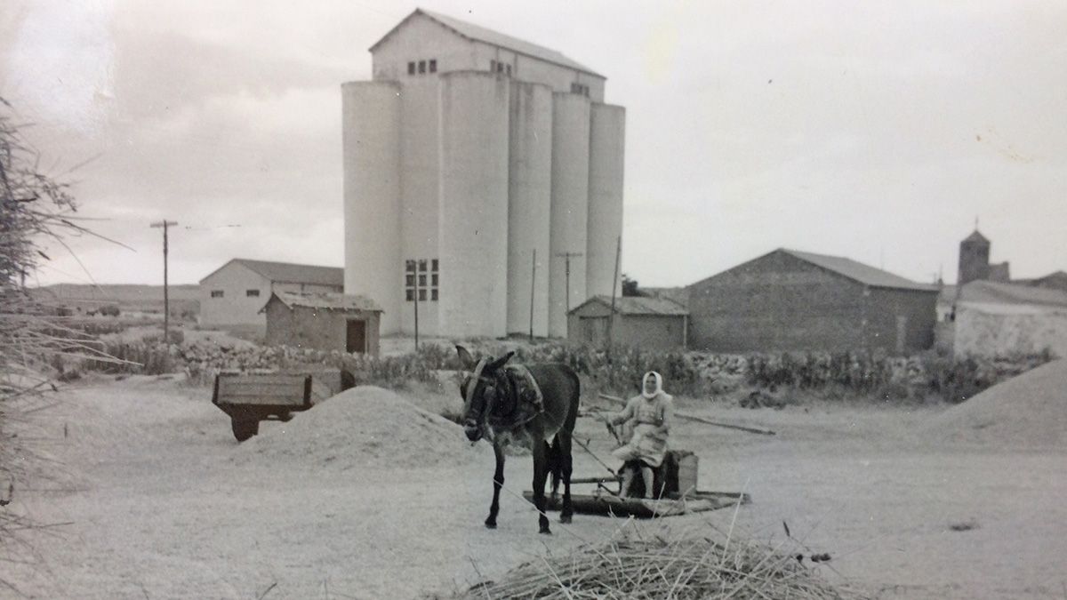 Trilla en las eras de Valderas, con el silo al fondo del año 1954, el primero de la provincia leonesa.