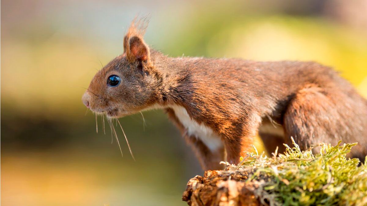 Si por algo es conocido este simpático animal es por su carácter sociable y sobre todo por su agilidad. | JAVIER VALLADARES