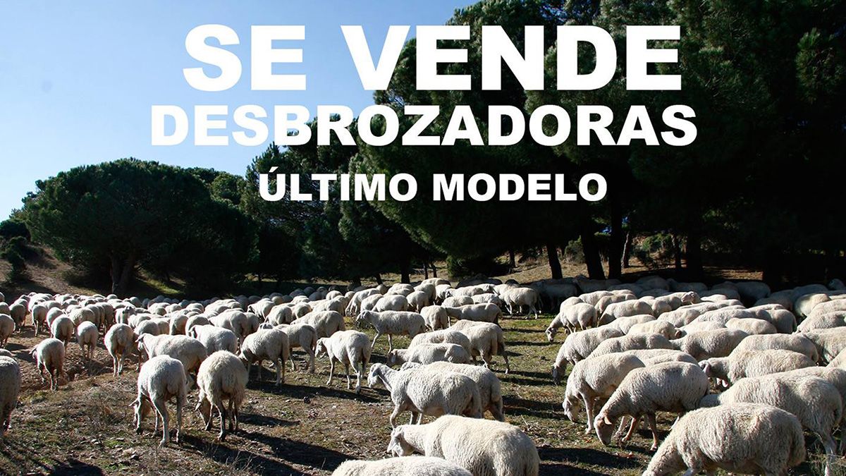 Las labores de pastoreo permiten limpiar los montes y bosques para hacerles inmunes a los grandes incendios. | UPA