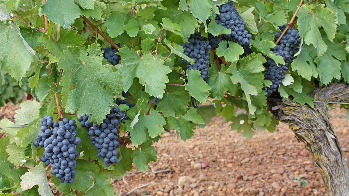 La variedad prieto picudo es una de las estrellas de la DO Tierra de León. | GIGANTO