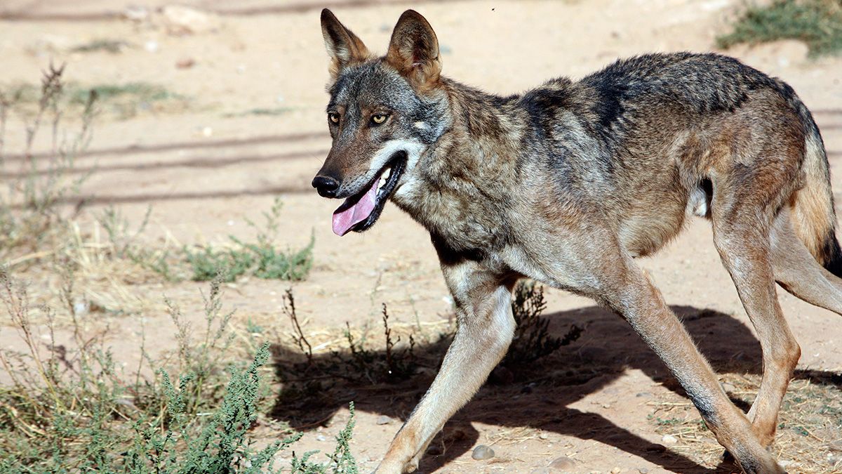 Fotografía de archivo de un ejemplar de lobo en Castilla y León. | ICAL