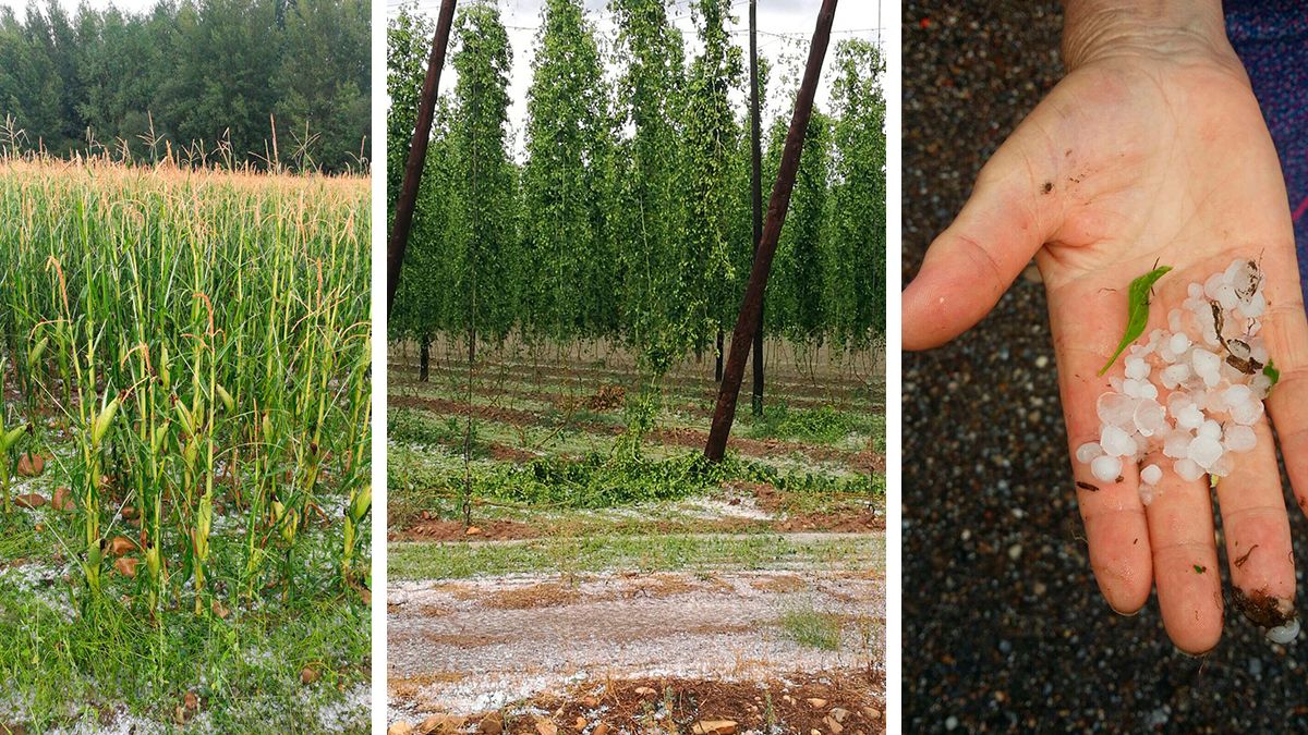 El granizo de este domingo hizo mella en el campo del Órbigo. | TW @MAYOJOS El granizo de este domingo hizo mella en el campo del Órbigo. | TW @MAYOJOS