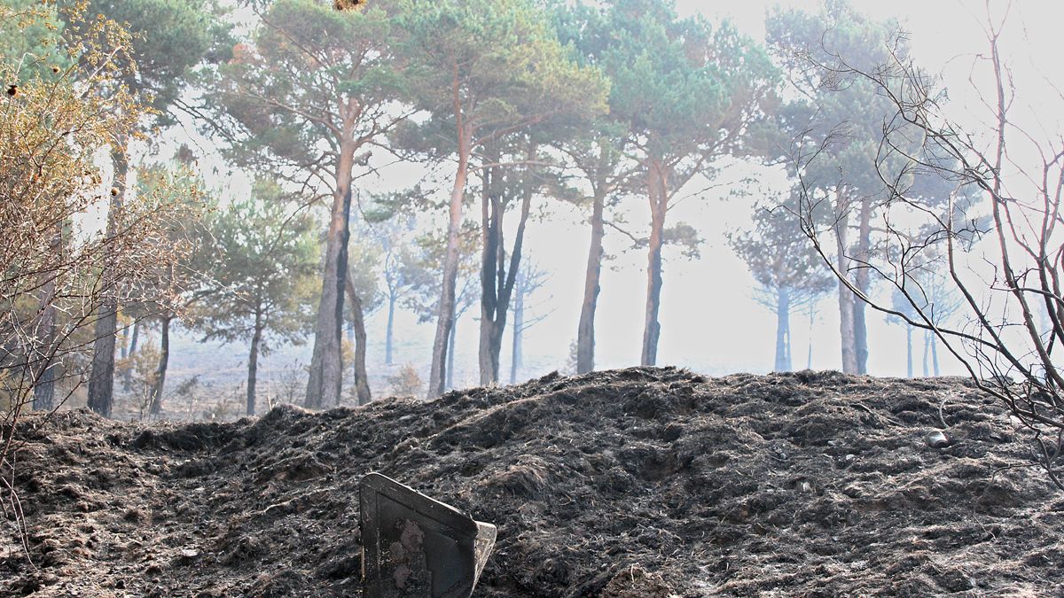 Así quedó el paisaje de La Cabrera tras el incendio. | ICAL Así quedó el paisaje de La Cabrera tras el incendio. | ICAL